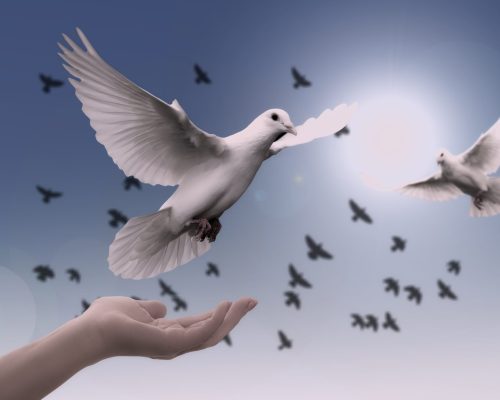 dove-large