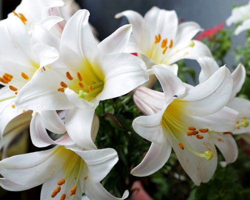 lily