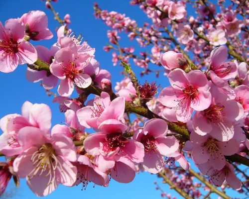 peach-ge8d91c079_1280
